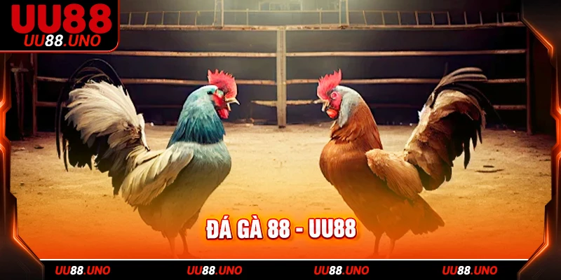 Đá Gà 88 cung cấp hàng trăm trận đấu đặc sắc